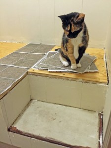 Kitty hates change. Me too, kitty. Me too.