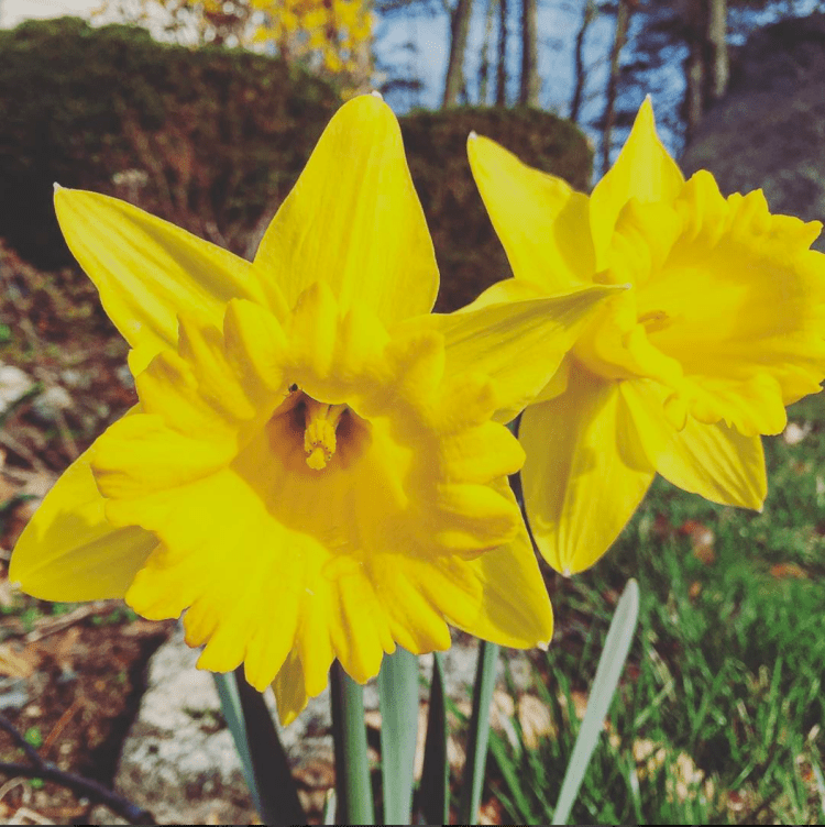 Daffodils