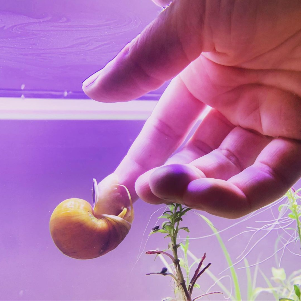 A golden mystery snail crawls over my hand which is submerged in the fish tank.